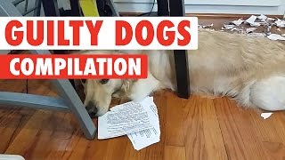 Guilty Dogs Video Compilation 2017 [upl. by Alliber328]