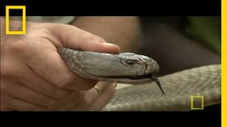 Worlds Largest Spitting Cobra  National Geographic [upl. by Losyram]