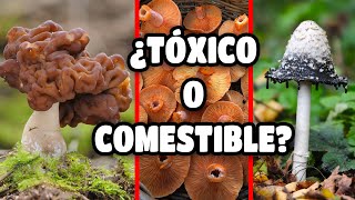 🍄 Cómo RECONOCER 5 especies de HONGOS o SETAS COMESTIBLES FÁCIL Y RÁPIDO [upl. by Sikras205]