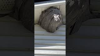 Tall Hornet Nest pestcontrol wasps hornets [upl. by Badger]