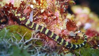 pipefish elbow [upl. by Idola480]