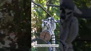 Naissances de bébés Maki Cattas au Zoo de Guadeloupe [upl. by Flo]