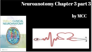 Neuroanatomy Chapter 3 part 3neuromuscular spindlestretch reflexNeurotendinous spindlesReceptors [upl. by Akselaw]