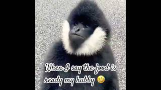 Cutest 🙈 🙊 🙉 Everytshortsindian wildlife animals monkey funnyanimals shorts shortsfeed [upl. by Aciretehs676]