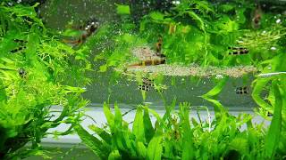 Low Tech Planted Aquarium amp Epiplatys annulatus feeding [upl. by Ahsikcin]