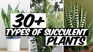 31 Types Of Succulents Plants  The Planet of Greens [upl. by Horten848]