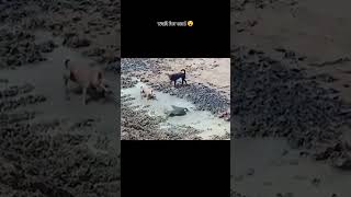 Wait for end 😮 dogs caught a crocodile amazing dog crocodile viralvideo real fake shortsfeed [upl. by Norwood]