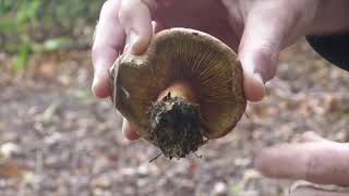 Paxillus ammoniavirescens formerly P involutus [upl. by Salohcin]