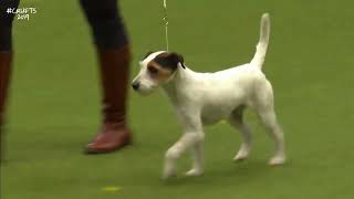 Best of Breed Terrier GroupPARSON RUSSELL TERRIER [upl. by Adnilab35]