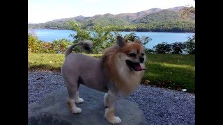 How to Pomeranian Lion Cut [upl. by Evie]