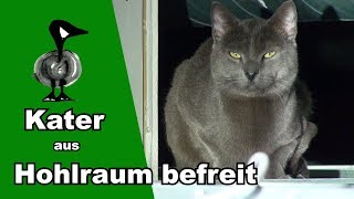 Niemand vermisst diesen Kater  Tiernotruf 176 [upl. by Lingwood]