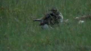 Woodlark Lullula arborea [upl. by Bean]