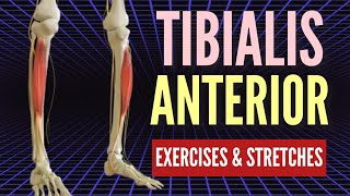 BEST Tibialis Anterior Corrective Exercises [upl. by Jamill]