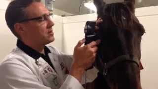 Measuring Equine IOP with the TONOVET tonometer  user video [upl. by Nerita]