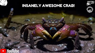 THE MOST AWESOME LOOKING CRAB YOULL EVER SEE POTENTIAL KAIJU DESIGN shorts [upl. by Maggi378]