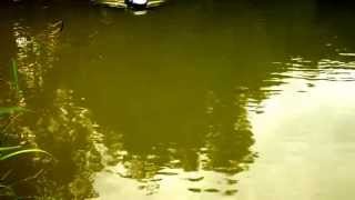 Anatec PAC carp fishing bait boat demo exclusive to baitboatsnet [upl. by Onitnevuj]