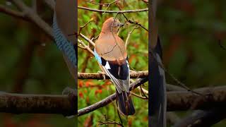 The Eurasian Jays Plumage is a Sight to Behold birds [upl. by Eitak]