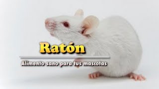 Raton  Alimento de Mascotas [upl. by Margery]