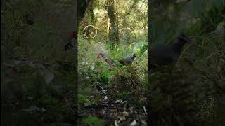 Whitebrowed Scrubwren with a Superb Lyrebird lyrebird nature wildlife naturedocumentary birds [upl. by Ahseital]