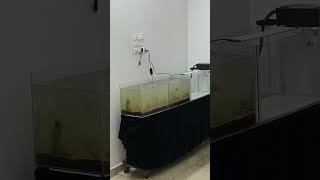 A Simple Planted Tank Setup❤️aquaworld plantedtank malayalam funnyvideo lovely fishguppy aqua [upl. by Munson]