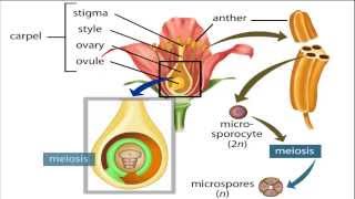 angiosperm life cycle [upl. by Eilsel618]