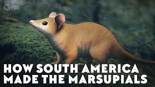 How South America Made the Marsupials [upl. by Leyes243]