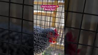 My Barred Rock Chickens are big now 🐓 barredrock [upl. by Anig865]