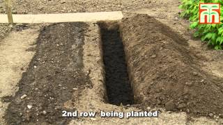 How to plant and grow Asparagus with Thompson amp Morgan [upl. by Nivled]