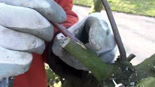 Tree Grafting Technique  Greffes darbres  Fruitboom Enten [upl. by Tertius]