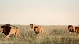 Los Poderosos Leones NOTCH  La Coalición Más Dominante que Los Mapogo [upl. by Kelci910]