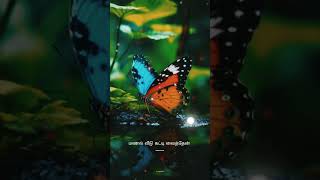 🦋Devathayai kanden songwhatapp status video full screen🦋 [upl. by Niarfe]