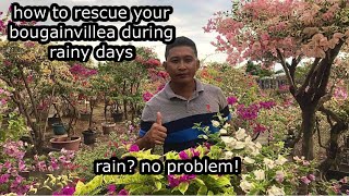 how to rescue your bougainvillea during rainy days [upl. by Dekow816]