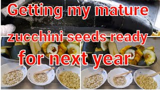 Getting my mature zucchini seeds ready for next year [upl. by Amsirp]