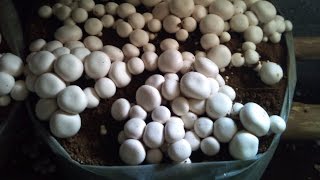 Curso Cultivo do Cogumelo Champignon  Colheita  Cursos CPT [upl. by Ahsinit995]