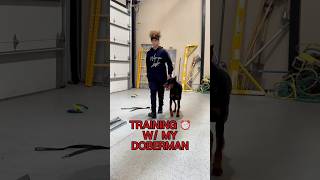 Teamwork with bite 💪 doberman doglover k9training dogtraining protectiondogs doglover [upl. by Airlee]