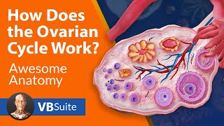 How Does the Ovarian Cycle Work [upl. by Fidole]