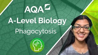 AQA A level Biology Phagocytosis [upl. by Shaddock]