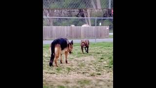 German shepherd Vs Pitbull  Dangerous dogs [upl. by Ttayh]