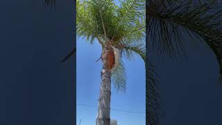 Fruiting Queen Palm [upl. by Florrie]