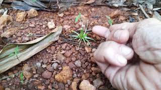 Eriocaulon xeranthemum in a Doomed location [upl. by Nara870]