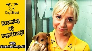 Rehoming at Dogs Trust with SarahJane Honeywell  Dogs Trust [upl. by Un212]