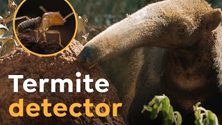 Giant Anteaters are Termite Detectors I Wild to Know [upl. by Nylevol408]