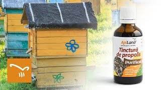 Propolis și tinctura de propolis  beneficii uimitoare pentru sănătate [upl. by Wandy840]