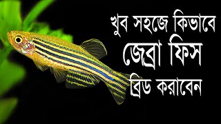 খুব সহজে আমরা কিভাবে জেব্রা মাছ কে ব্রিড করাতে পারি । How to Breed Zebra Danio Fish in Bangla [upl. by Malynda550]