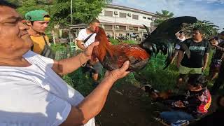 PART 2 SBR  SUPER BROWN RED JUNE 28 2024 FRIDAY BOCAUE PET MARKET [upl. by Nitz]