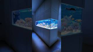 Peninsula Reef Aquarium [upl. by Gitt]