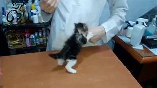 tiny angry cat at vet clinic [upl. by Lipcombe]