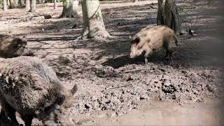 Wildschweine im Wald Wild boars in the forest [upl. by Specht683]