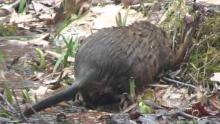 Muskrats [upl. by Sewel]