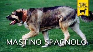 MASTINO SPAGNOLO trailer documentario [upl. by Euqinorev864]